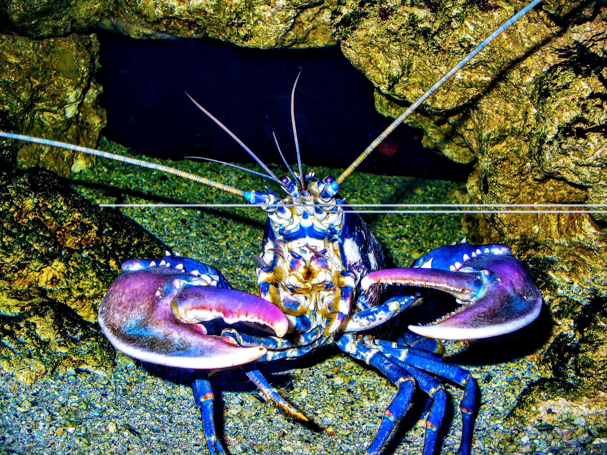 European%20Lobster%20-%20Homarus%20Gammarus%20-%20Wikipedia