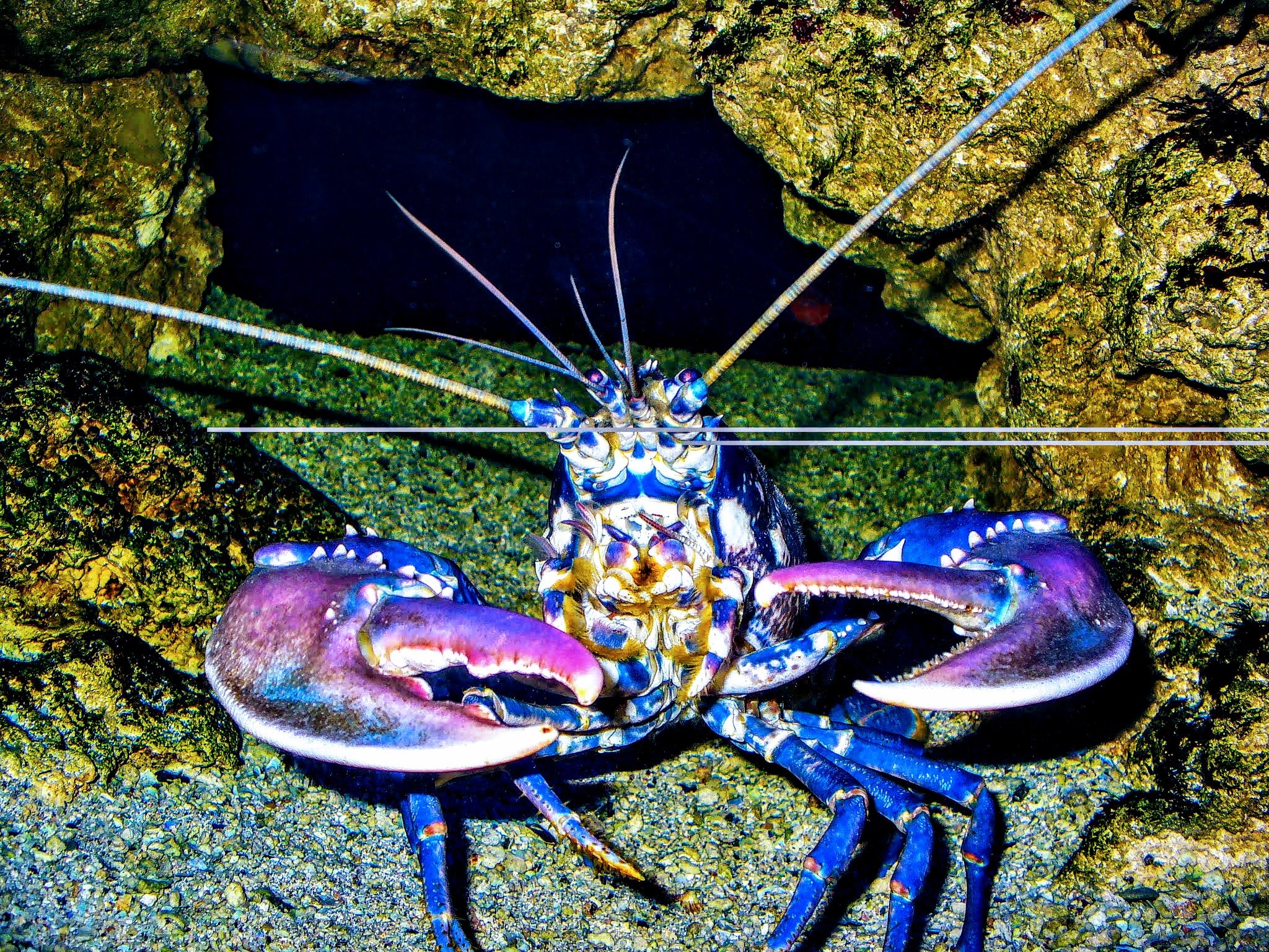 European%20Lobster%20-%20Homarus%20Gammarus%20-%20Wikipedia European%20Lobster%20-%20Homarus%20Gammarus%20-%20Wikipedia